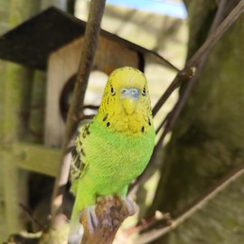 Vivid Arts - Budgies Garden Ornament Bird Sculpture (Budgie, Green)