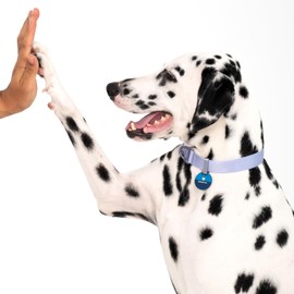 BuddyArmor Premium Dog Collar - Heavy Duty But Lightweight - Adjustable Nylon Dog Collar with Quick Release Alloy Buckle, Training Collar for Small Medium Large Dogs 13-29" Neck (Vivid Red, L)