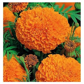 850 African Marigold "Hawaii" Seeds - Good Addition to Vegetable Gardens - Marde Ross & Company