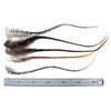 5 Fluffy Super Long RARE! 13-15+ INCH (33-38+ CM) Real