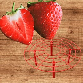 5 June Bearing Strawberry Plants Plus 5 Strawberry Plant Supports - Produced in The USA - Bare Root Strawberry Plants from Hand Picked Nursery (5, Red)