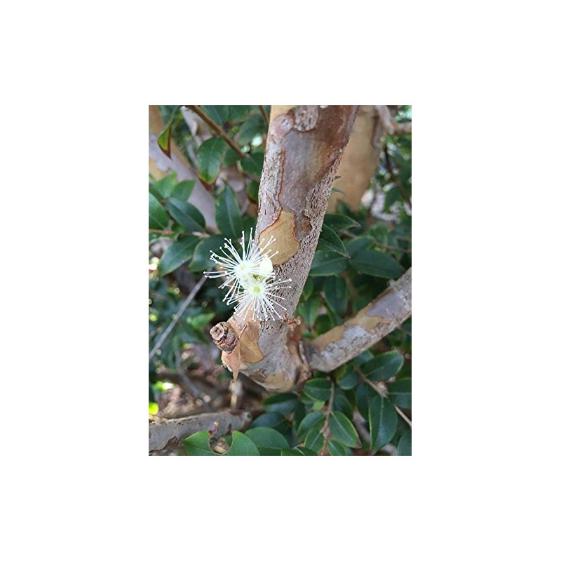 Jaboticaba Myrciaria Cauliflora Sabara Brazilian Grape Seedling Plant Potted Fruit