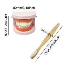 Honbay 1PCS Plastic Standard Teeth Model Adult Mouth Dental Demonstration Model with Toothbrush for Teaching Supplies and Clean Display