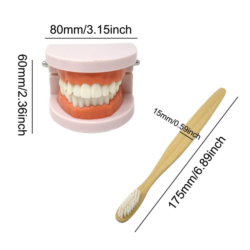 Honbay 1PCS Plastic Standard Teeth Model Adult Mouth Dental Demonstration