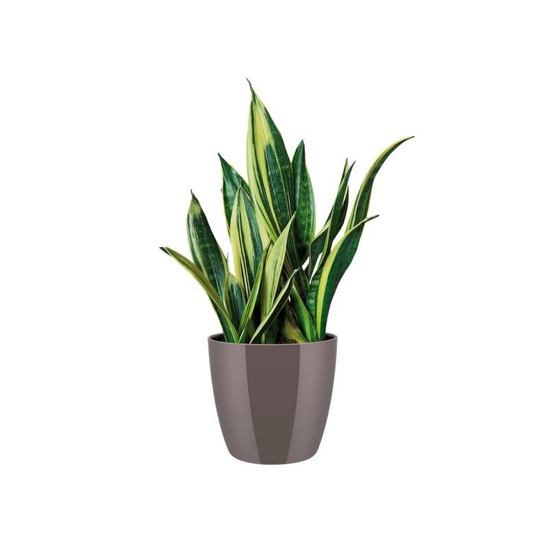 elho Brussels Diamond Round 16 - Flower Pot Indoor -
