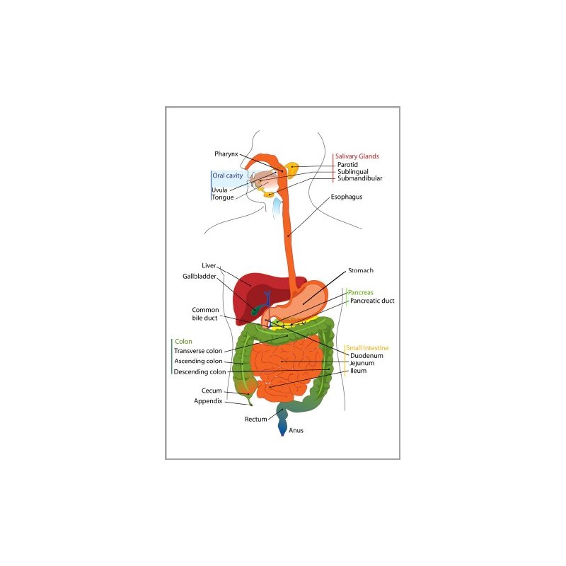History Galore 24"x36" Gallery Poster, gastrointestinal tract, also called the