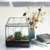 Large Tall Glass Plant Terrarium – House Succulent Terrarium Kit