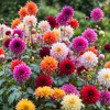 100+ Dahlia Seeds: Colorful Mix for Stunning Annual Blooms (Pink,