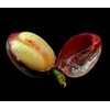 Premium Coffee Cascara - Dried Coffee Shells Husk Premium- Ecuadorian