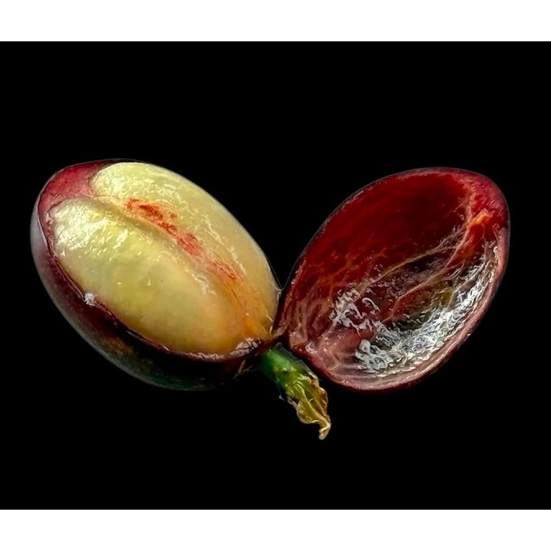 Premium Coffee Cascara - Dried Coffee Shells Husk Premium- Ecuadorian