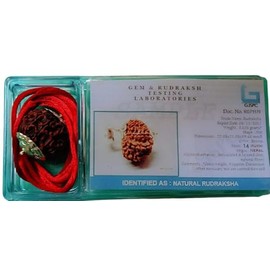 14 Mukhi Rudraksha Pendant, Lab Certified Brown Bead, Silver Setting, Nepali Spiritual Meditation Jewelry