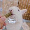 Grddaef 20 PCS Bunny Chew Toys for Teeth, Natural Rabbit
