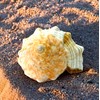 Kaltner Präsente Gift Idea - Shell Fasciolaria Trapezium Trapezium Snail