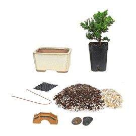 Eve's Bonsai Tree Starter Kit, Complete Do-It-Yourself Kit with 2 Year Old Japanese Juniper !!! Cannot Ship to CA California & HI Hawaii !!!