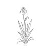 Modern Botanical Prints | Black and White Wildflowers by Ink