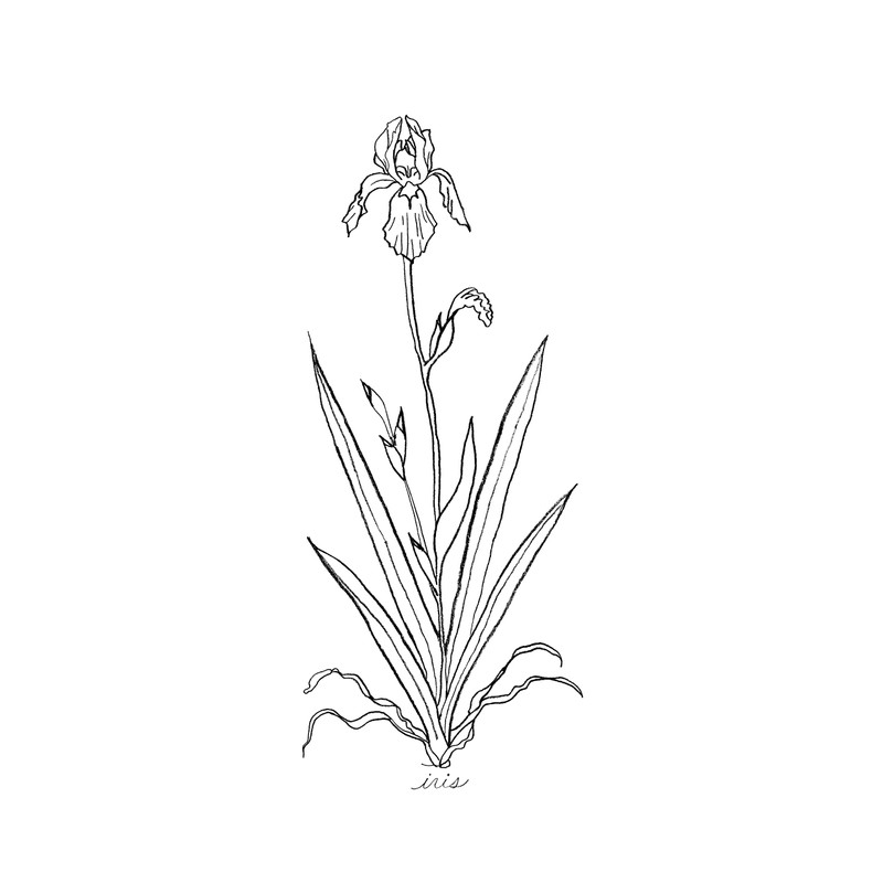 Modern Botanical Prints | Black and White Wildflowers by Ink