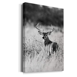 Renditions Gallery Buck in Field Wall Art, Black & White Deer, Animal Artwork, Portrait Decor, Hunting Decorations, Premium Gallery Wrapped Canvas, Ready to Hang, 8 in H x 12 in W, Made in America