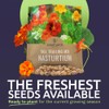 Nasturtium Seeds – Mixed Colors – Extra Large Packet –