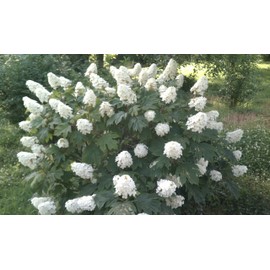 Snow Queen Oakleaf Hydrangea - Live Plant Shipped 1 Foot Tall by DAS Farms (No California)