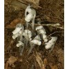 100% Pure REIKI INFUSED GHOST/INDIAN PIPE TINCTURE