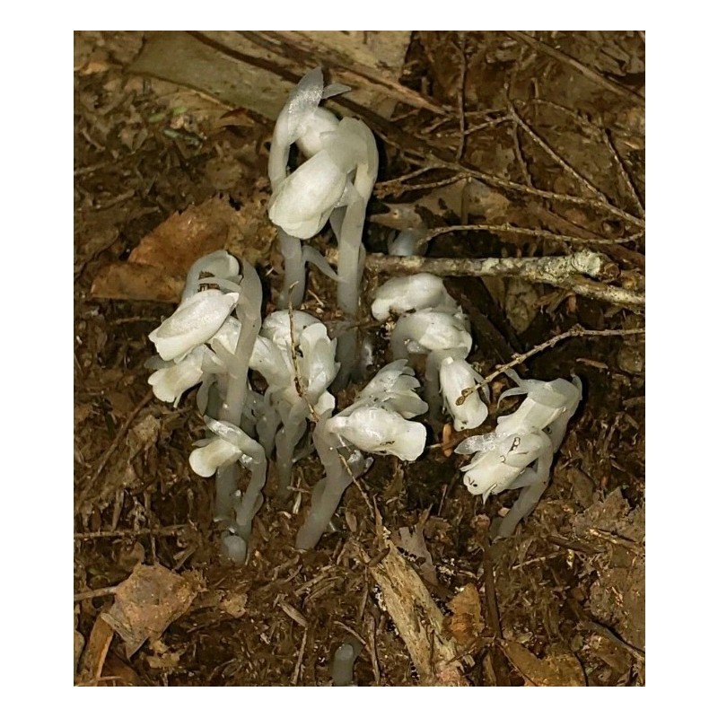 100% Pure REIKI INFUSED GHOST/INDIAN PIPE TINCTURE