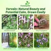 Outsidepride Common Verbena Seeds for Planting - 2000 Pcs. Annual,