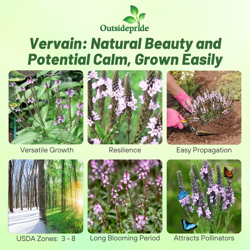 Outsidepride Common Verbena Seeds for Planting - 2000 Pcs. Annual,