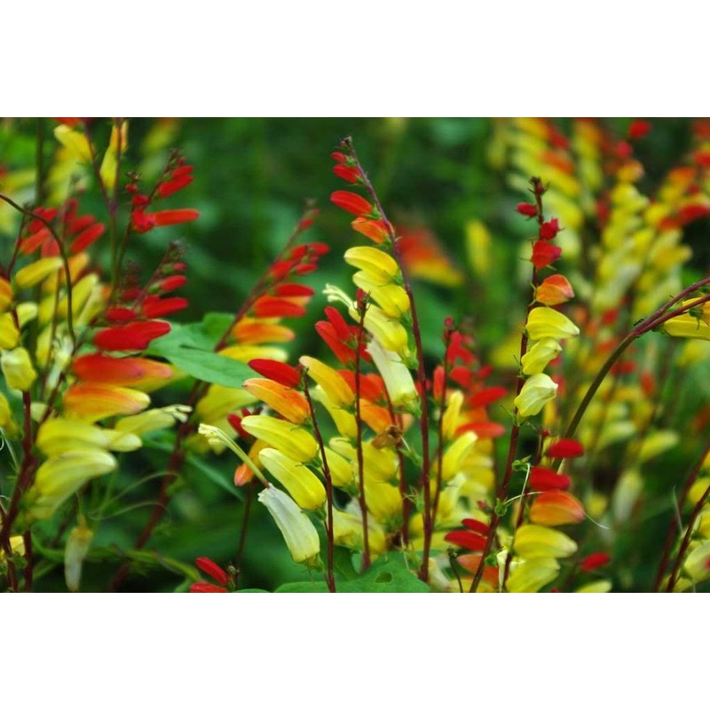 RAISE ME UP: Seeds Firecracker Vine Mina Lobata Quamoclit Annual