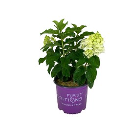 Blooming & Beautiful - Little Hottie Hydrangea - Light Green/Creamy White Blooms - 3 Gallon