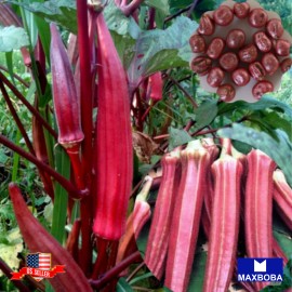 Maxboba Okra Seeds Red Burgundy Non-GMO Heirloom - 200 Seeds
