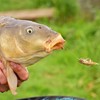 PRO FILSTAR Fishing Hook Set with Leader for Method Feeder