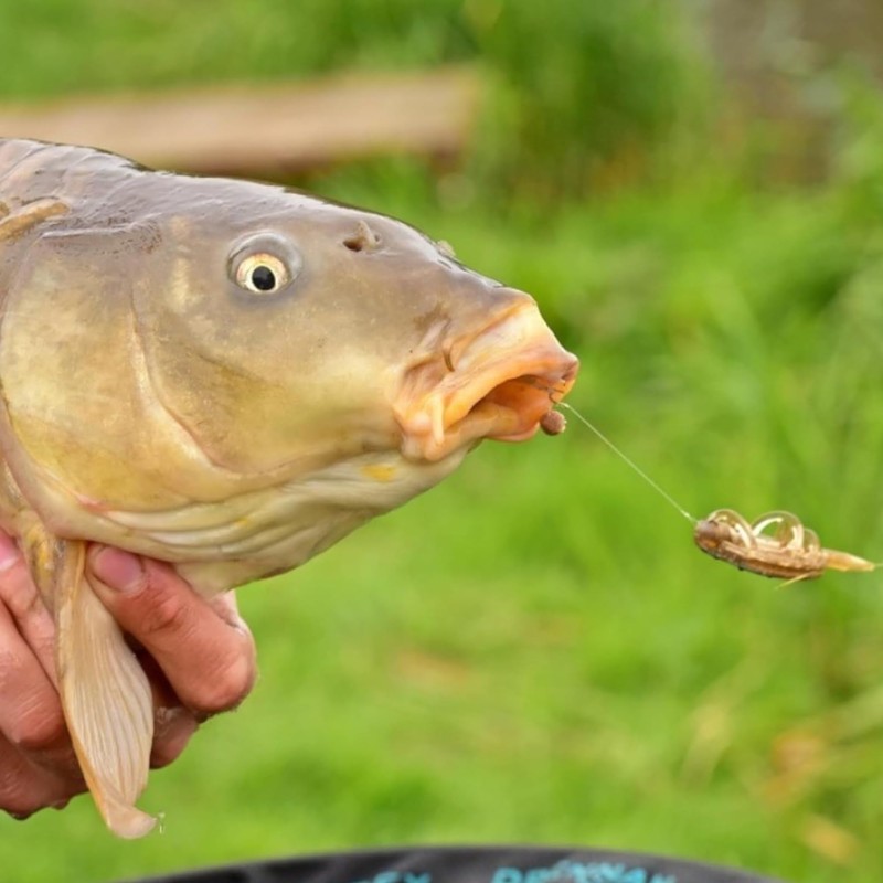 PRO FILSTAR Fishing Hook Set with Leader for Method Feeder