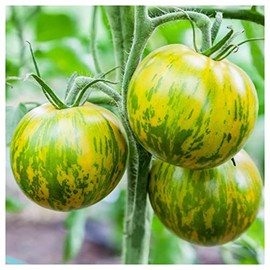 Everwilde Farms - 1 Oz Organic Green Zebra Heirloom Tomato Seeds - Gold Vault Packet