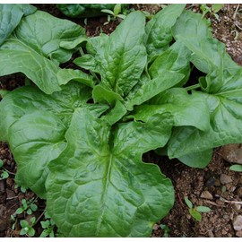 500 Spinach Seeds - Winter Giant Heirloom - Premium Non-GMO, Open Pollinated, US Grown Seed, Always Fresh!