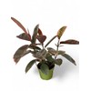 Ficus Elastica Ruby Live Plant, Variegated Rubber Tree in 6