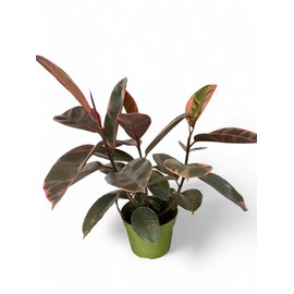 Ficus Elastica Ruby Live Plant, Variegated Rubber Tree in 6 Inch Pot