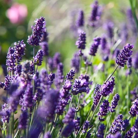 Primavera Essential Oil Lavender Fine Organic / Demeter 5 ml
