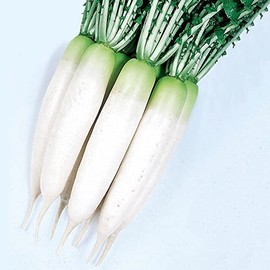 Radish Seeds - Oshin - Hybrid - 1 Oz ~15200 Seeds - Non-GMO, F1 Hybrid - Asian Garden Vegetable