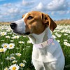 Lionet Paws Floral Dog Collar- Cute Daisy Purple Dog Collars
