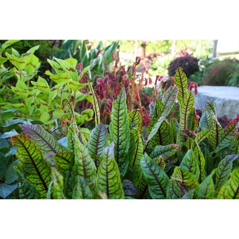 Seeds Sorrel Bloody Dock Red Herb Heirloom for Planting Non