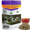 Hierba del sapo Eryngo heterophyllum, frog grass, toad grass, cardo