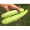 TomorrowSeeds - Big Green Sausage Bottle Gourd Seeds - 30+