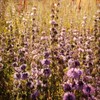 Outsidepride Pennyroyal Flower - 10000 Seeds