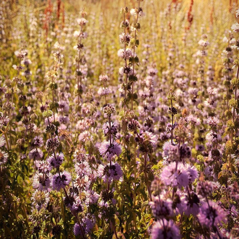 Outsidepride Pennyroyal Flower - 10000 Seeds
