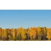 TrainJunkies Autumn Trees Model Railroad Backdrop - N Scale