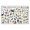 Where's Wildlife Backyard Birds of Vermont Bird Identification Poster Divided