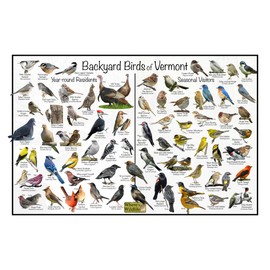 Where's Wildlife Backyard Birds of Vermont Bird Identification Poster Divided into Year-round Residents and Seasonal Visitors - Birdwatching Nature Chart (16" x 24")