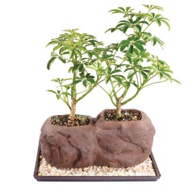 Brussel's Live Dwarf Hawaiian Umbrella Indoor Bonsai Tree on Double Rock - 3 Years Old; 6" to 10" Tall with Decorative Container, Humidity Tray & Deco Rock