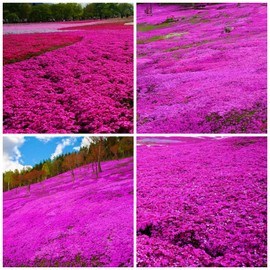 22000+ Creeping Thyme Seeds for Planting Perennial Thyme Non-GMO Thymus Serpyllum Seed Heirloom Flowers Ground Cover Plants