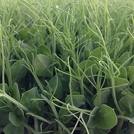Pea Seeds, Afila 595-25 Lb Bulk ~50000 Seeds - Non-GMO, Heirloom - Vegetable Garden & Microgreens